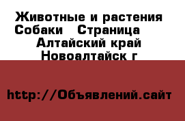 Животные и растения Собаки - Страница 17 . Алтайский край,Новоалтайск г.